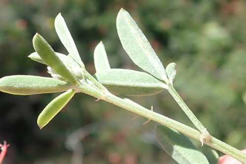 Image of Indigofera candicans by (c) Nicola van Berkel, some rights reserved (CC BY-SA)