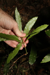 Carronia multisepalea