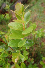 Vaccinium dentatum