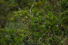 Melicope oahuensis