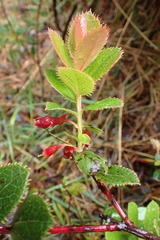 Vaccinium dentatum