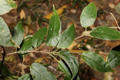 Parsonsia