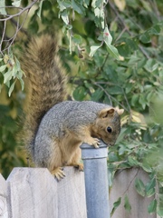 Sciurus niger