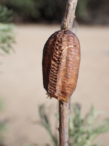 iNaturalist observation photo of Arizona Mantis