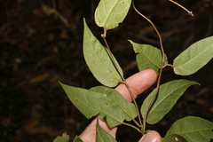 Parsonsia