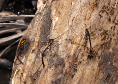 Austroargiolestes chrysoides