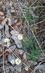 Erigeron modestus
