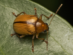 Eumolpinae