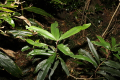 Syzygium ingens