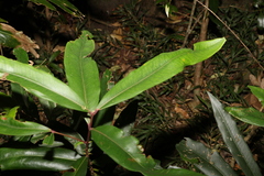 Syzygium ingens
