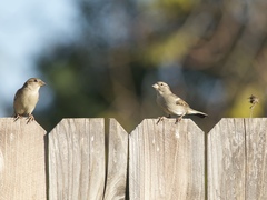 Passer domesticus