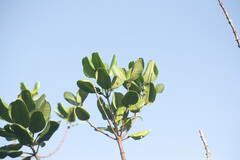 Melicope clusiifolia