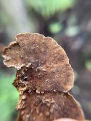 Fuscoporia gilva