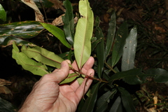 Syzygium ingens