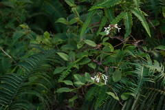 Phyllostegia grandiflora