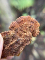 Fuscoporia gilva
