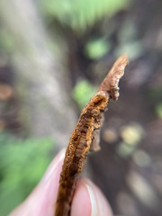 Fuscoporia gilva