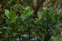 Wikstroemia oahuensis