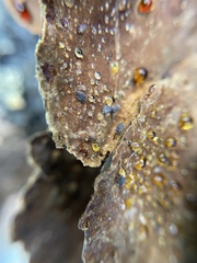 Fuscoporia gilva