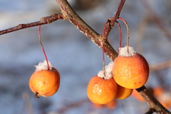 Malus × robusta