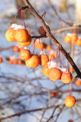 Malus × robusta