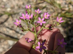 Centaurium tenuiflorum