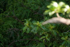 Perrottetia sandwicensis