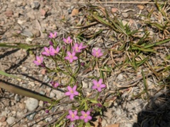 Centaurium tenuiflorum
