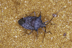 Neagenor spinosus