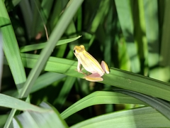 Hyperolius marmoratus