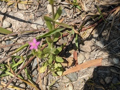 Centaurium tenuiflorum
