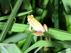 Hyperolius marmoratus