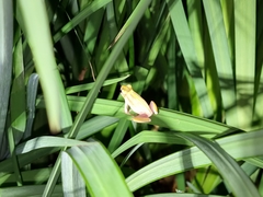 Hyperolius marmoratus