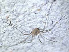 Phalangium opilio