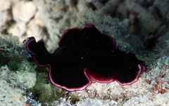 Pseudobiceros gloriosus