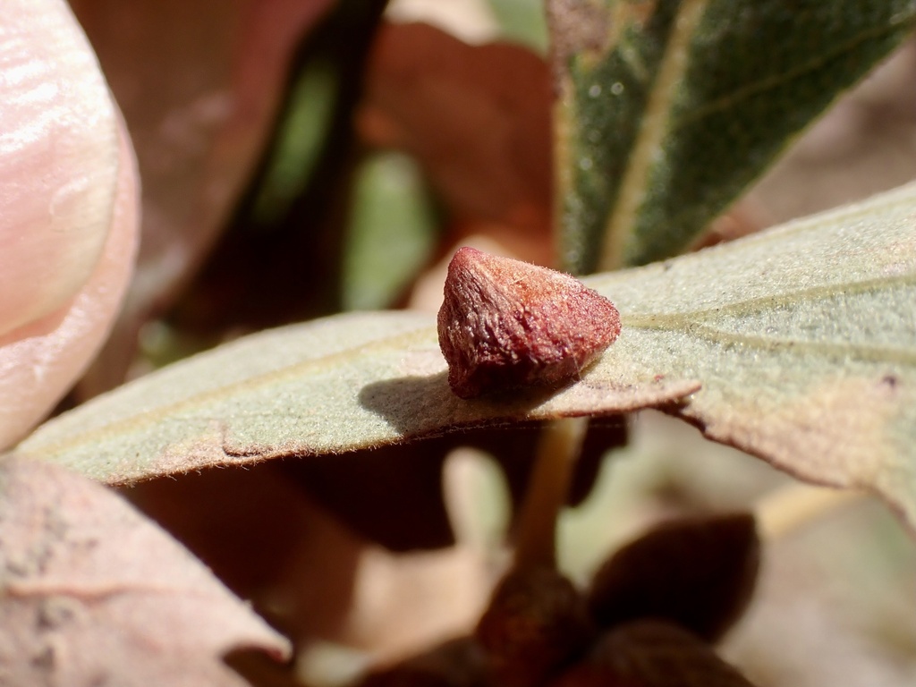 Red Cone Gall Wasp from Heather Farm Park, Walnut Creek, CA, US on ...