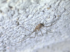 Phalangium opilio