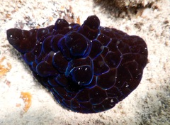 Coriocella nigra