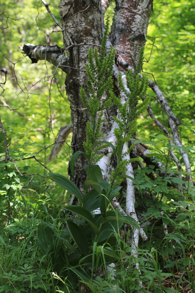 Veratrum dolichopetalum