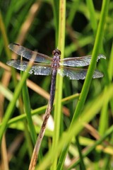 Libellula incesta