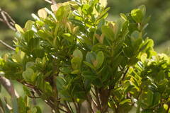 Syzygium sandwicense