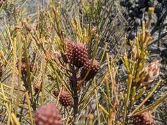 Allocasuarina distyla
