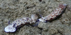 Hypselodoris tryoni