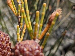 Allocasuarina distyla