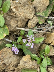 Persicaria criopolitana