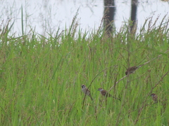 Passer montanus saturatus