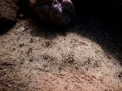 Pardachirus pavoninus