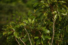 Cheirodendron trigynum