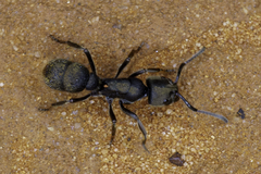 Pseudoneoponera