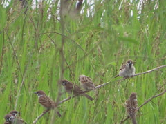 Passer montanus saturatus